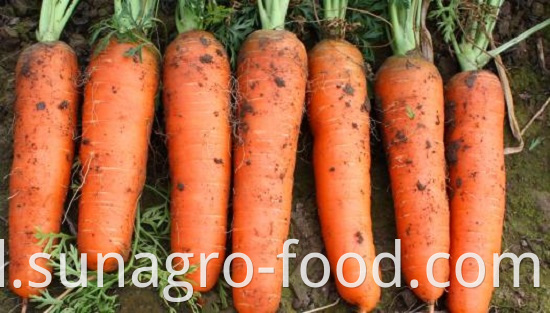 The Best Carrot Is Atender Carrot